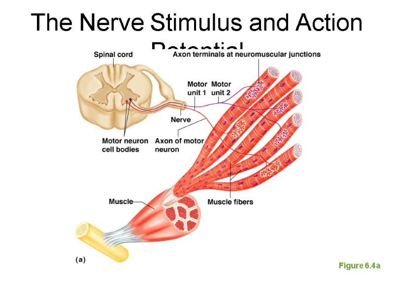 Figure 6.4a The Nerve Stimulus and Action Potential